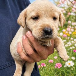 Ice - Yellow male Labrador Retriever puppy in Archer Lodge, North Carolina from Archer Lodge Labradors