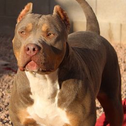NALA - American Bully