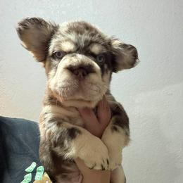 Hershey - Black and tan male French Bulldog puppy in Midland, Texas from Frenchies