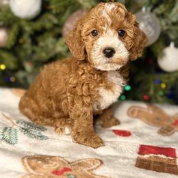 French Bulldog and Goldendoodle Puppies from Haus of Pawz