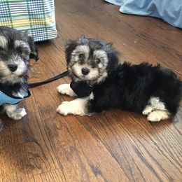 Havanese Puppies from Ravhav Havanese