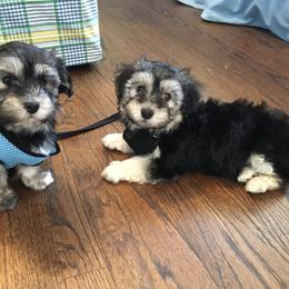Havanese Puppies from Ravhav Havanese