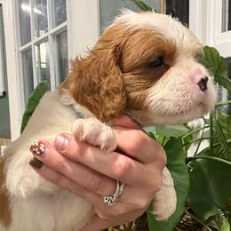 -Boston-  Teddy Bear cavapoo - Blenheim male Cavapoo puppy in Brandenburg, Kentucky from Bluegrass River Newfoundlands