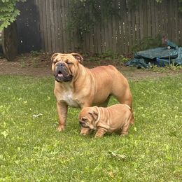 Bailey - Bulldog