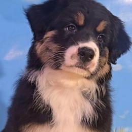 Louie - Black tri-color male Australian Shepherd puppy in Waddell, Arizona from Winsome Aussies