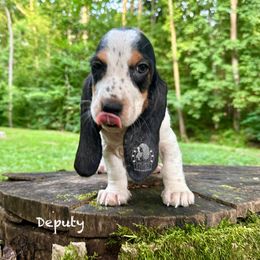 Yoda - Black white and brown male Basset Hound puppy in Dingess, West Virginia from Tuckers' Howling Hounds