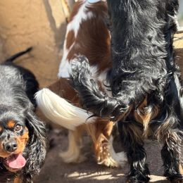 Cavalier King Charles Spaniel Puppies from Family first cavaliers
