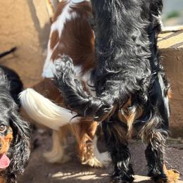 Cavalier King Charles Spaniel Puppies from Family first cavaliers
