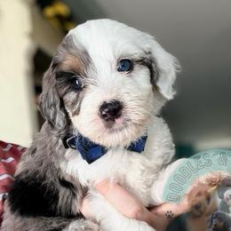 Colby - Blue merle male Bernedoodle puppy in Marion, Ohio from Doodles & Doxies