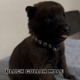 Black Collar Male - Red sable male Belgian Malinois puppy in Palmyra, Maine from Maine Working Dogs