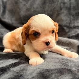 Luigi(right puppy) - Blenheim male Cavalier King Charles Spaniel puppy in Rockville, Maryland from Skais the Limit
