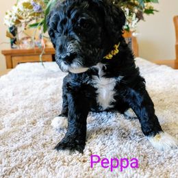 Goldendoodle Puppies from Ninnie's Doodles