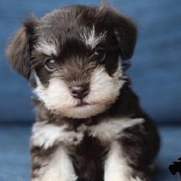 Miniature Schnauzers from Schnauzers of Georgia Cliff