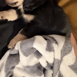 Honey - Black and cream female Dachshund puppy in Chattanooga, Tennessee from Scenic City Dachshunds