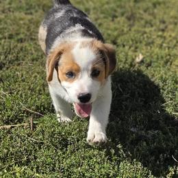 Male 1 - Blue merle and white male American Corgi puppy in Portland, North Dakota from Sliding stop corgis