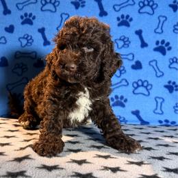 Bruno - Brown and white male Bernedoodle puppy in Battle Creek, Michigan from T-Rose’s Bernedoodle & Pomsky Puppies