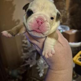 RED- Red female - Red female Bulldog puppy in Walhalla, South Carolina from Lowery's English Bulldogs