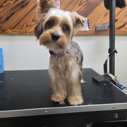 Bleu - Yorkshire Terrier