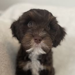 Australian Labradoodles from Sweet Summer Dream ALD