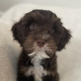 Australian Labradoodles from Sweet Summer Dream ALD