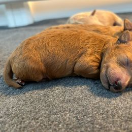 Maltipoo Puppies from Christine Plano