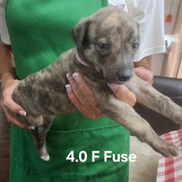 FUSE - Black brindle female Whippet puppy in Ocala, Florida from Sandstorm Whippets