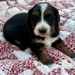 Forky- orange collar - Tri-color male Bernedoodle puppy in Colorado Springs, Colorado from Mercy Mountain Bernedoodles