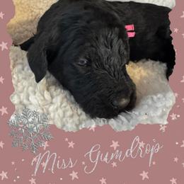 Gumdrop - Black female Poodle puppy in Dayton, Texas from Wolfe Island Poodles