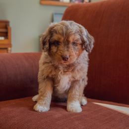 Aussiedoodle Puppies from Amos and Oak Doodles