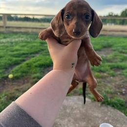Indy - Dapple female Dachshund puppy in Mountain Home, Arkansas from Furry Friends Kennel