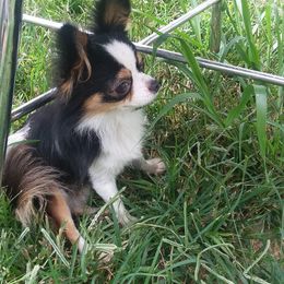 Chihuahuas from SUWYN