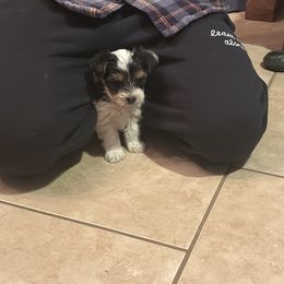 Yorkshire Terrier Puppies from Teresa Faulkner