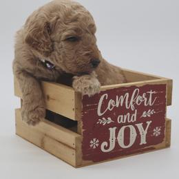 Prancer - Apricot female Goldendoodle puppy in Westminster, South Carolina from Goldendoodlepuppiessc
