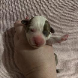 Girl 5 - Fawn female Pembroke Welsh Corgi puppy in Brazoria, Texas from Diamond Bar H