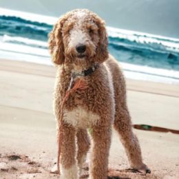 Goldendoodles from Ds_minidoodles