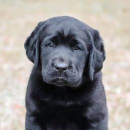 Labrador Retrievers from River Daze Retrievers