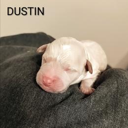 Dustin - Apricot male Goldendoodle puppy in Hendersonville, Tennessee from Ben's Best Buddy Goldendoodles