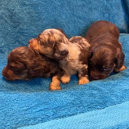 Dachshund Puppies from DNP Doxies