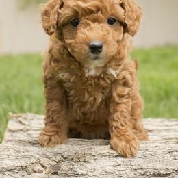 Margo - Red  Goldendoodle puppy in Mona, Utah from Utah Golden-doodles