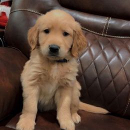 Acorn - Golden male Golden Retriever puppy in Olathe, Colorado from Duck Dogs Colorado