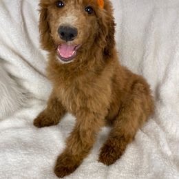 Girl 2 - Poodle puppy in Utah from Standard Poodle Puppies