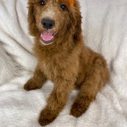 Girl 2 - Poodle puppy in Utah from Standard Poodle Puppies
