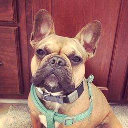 Skye - French Bulldog