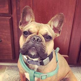 Skye - French Bulldog