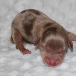 Dakota - Dapple female Dachshund puppy in Paris, Texas from Kuttin’ Up Mini Aussies