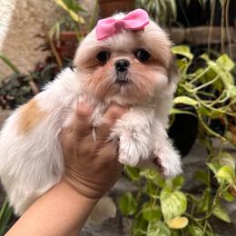 Bonnie - Sable and white female Shih Tzu puppy in Apple Valley, California from Southern California Shih Tzu Palace