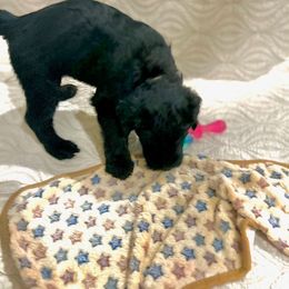 Giant Schnauzer and Poodle Puppies from Mississippi Poodles, Doodles and Giants
