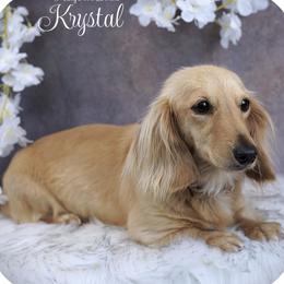 Krystal - Dachshund