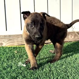 Blue Collar - Mahogany male Belgian Malinois puppy in Trenton, Georgia from Laeknir K9