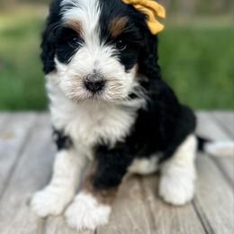 Bernedoodle, Bernese Mountain Dog, and Golden Retriever Puppies from Mercy Mountain Bernedoodles